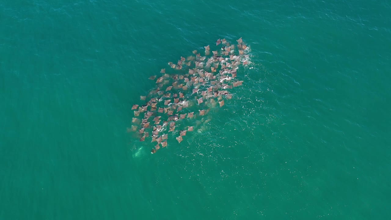 A compact group of fish remains near the top-down center of the Los Cabos ocean frame, with faint streaks in the water and no visible people.