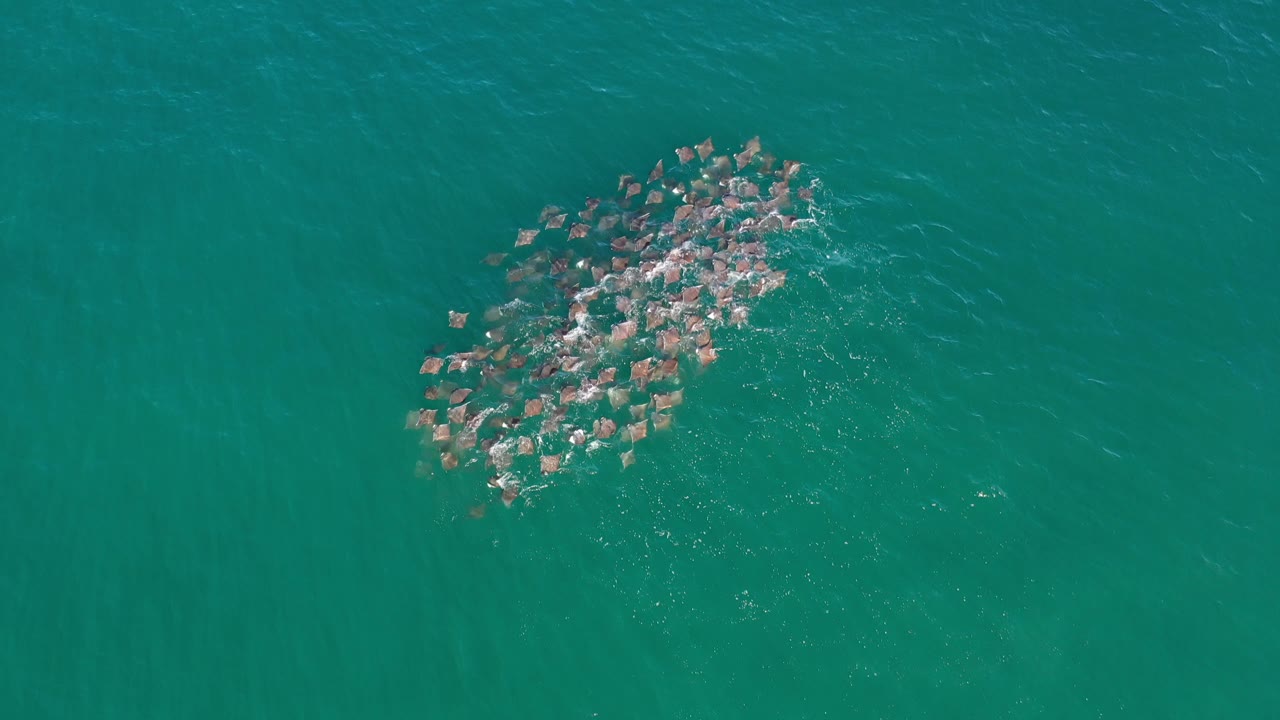 Fish school with brighter surface disturbance in open water.