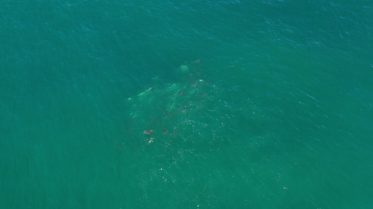 Overhead view of teal ocean in Los Cabos, Mexico, with a faint clustered group of animals under the water near the left side and no visible people.