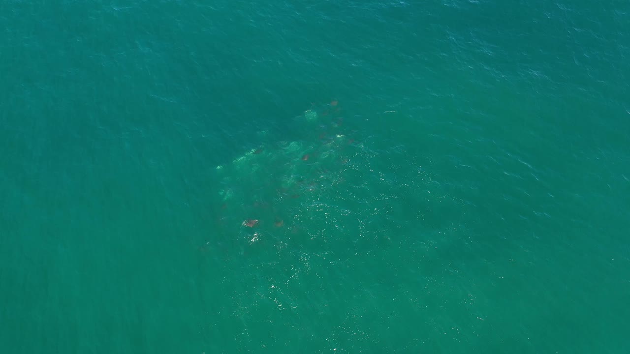 Aerial view over Los Cabos ocean water, showing a faint animal cluster beneath the teal surface near the center-left with no visible people.
