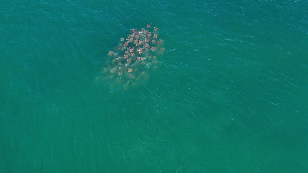 Overhead view in Los Cabos, Mexico of a compact school of fish below green-blue water, with faint ripples and no visible people.