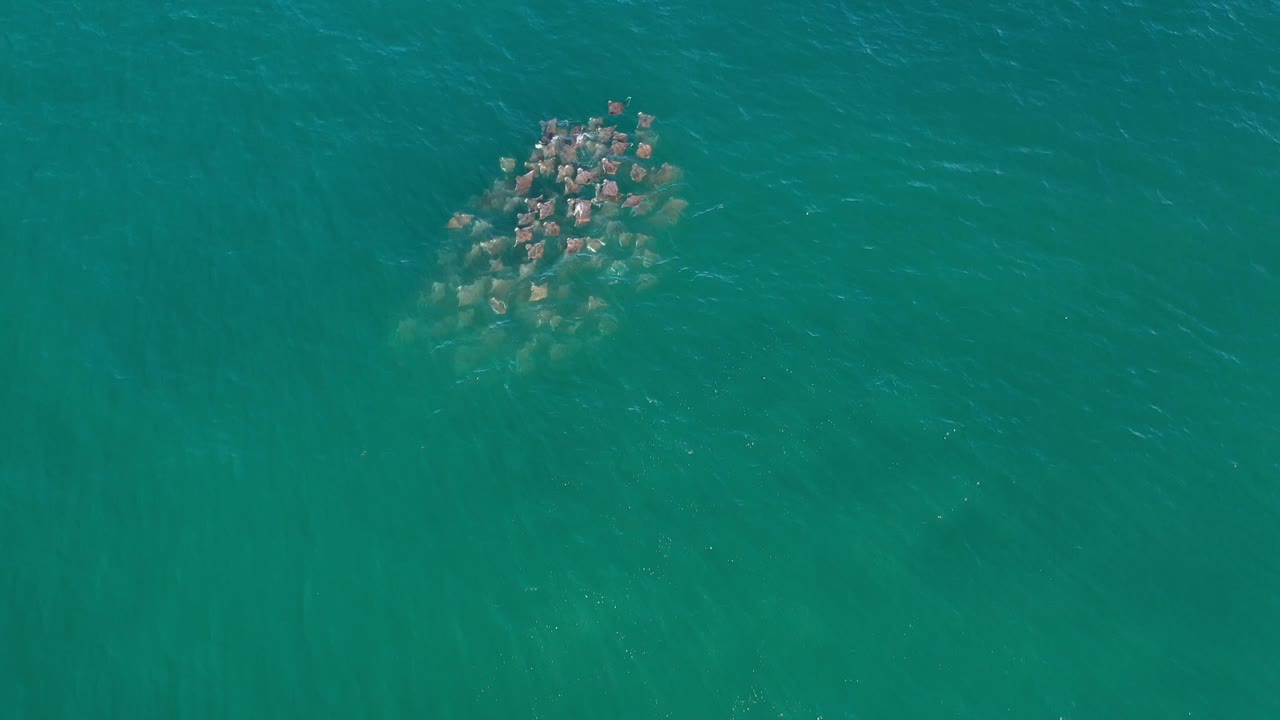 Top-down Los Cabos ocean frame with the school of fish slightly farther across the green water and no boats, shore, or visible people.
