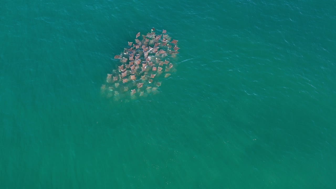 Dense fish school under rippled green water