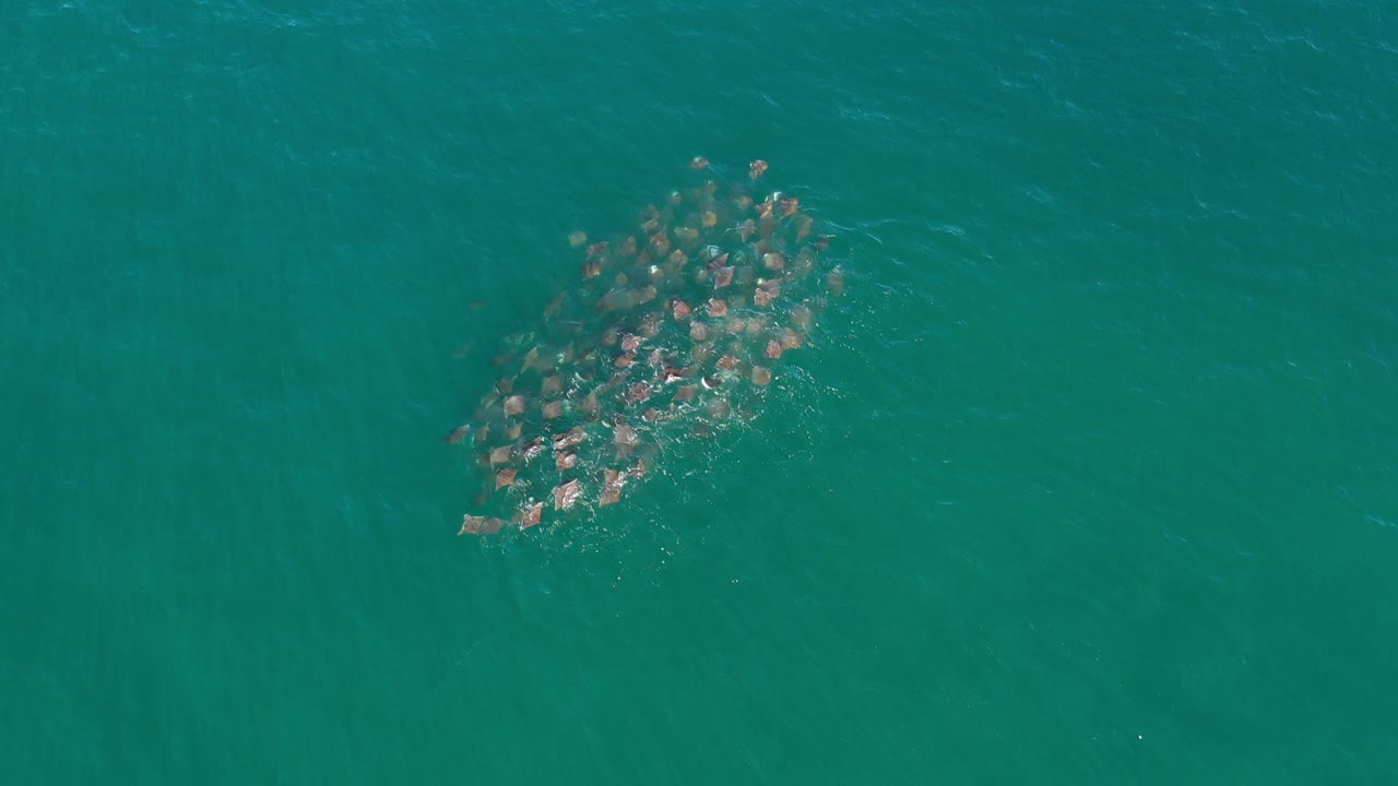 School of fish clustered in teal ocean water from above.
