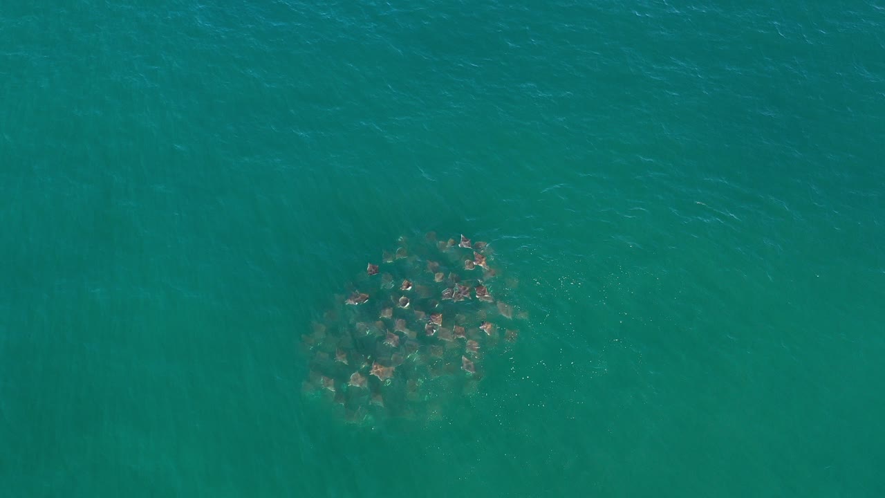 Overhead view of a compact school of fish under greenish water in Los Cabos, Mexico, with no visible people.