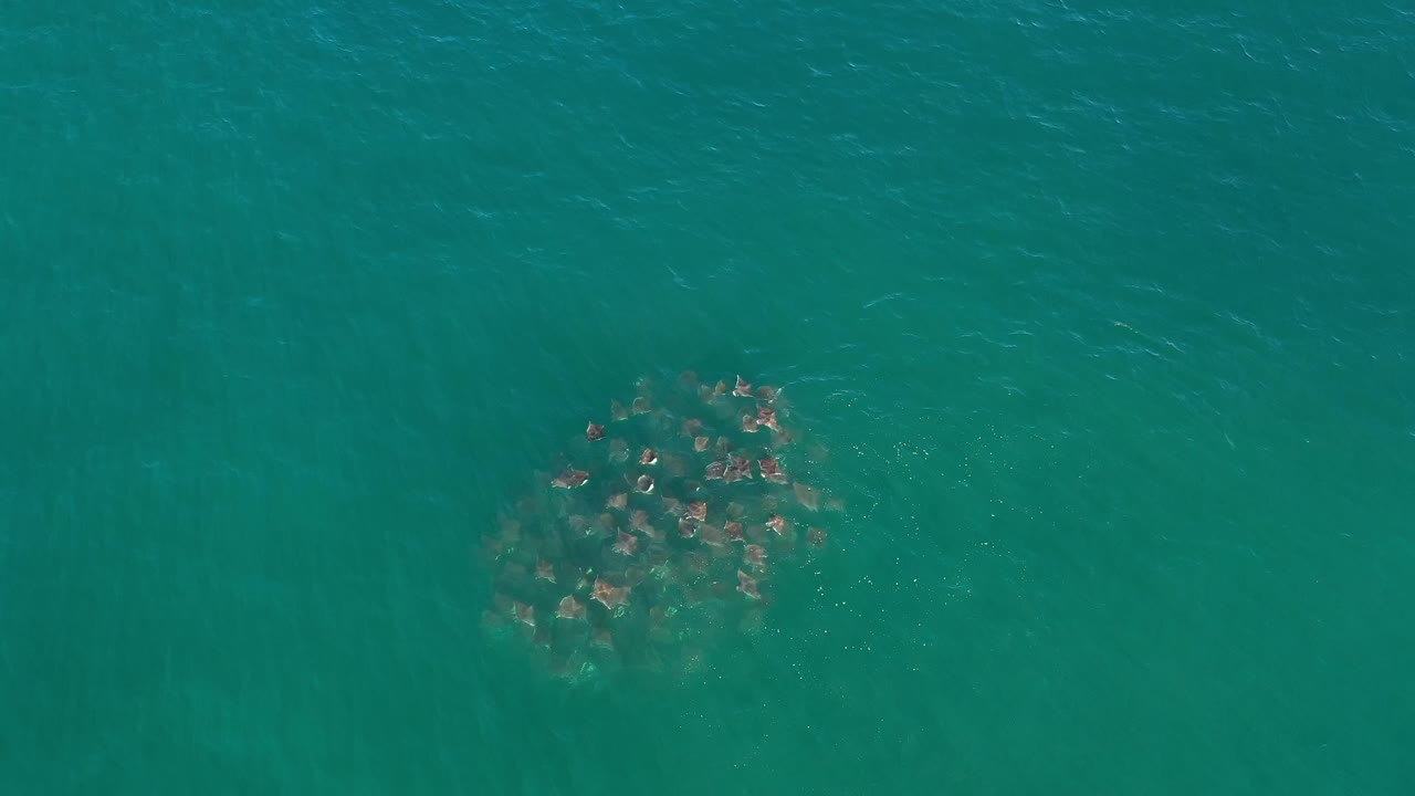 Aerial frame of the fish school slightly tighter in the green water, with surface texture visible and no people in view.