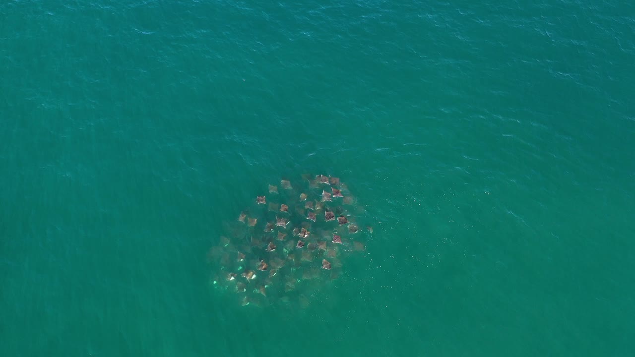 Dense fish school in turquoise green water.