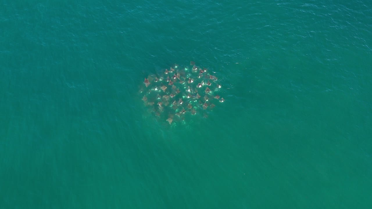 Overhead view of a compact school of fish beneath green-blue ocean water in Los Cabos, Mexico, with faint surface ripples and no visible people.