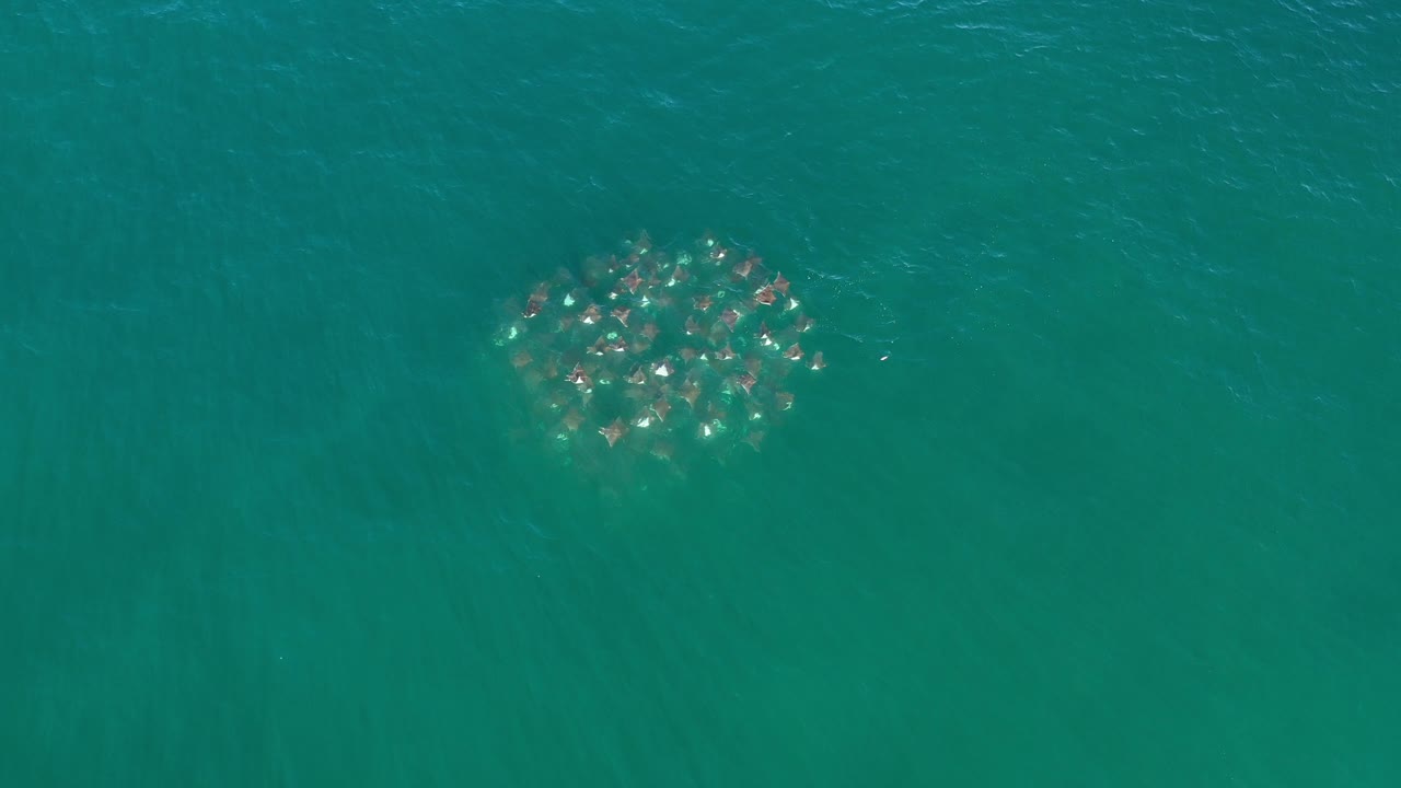 Dense school of fish in open ocean water.