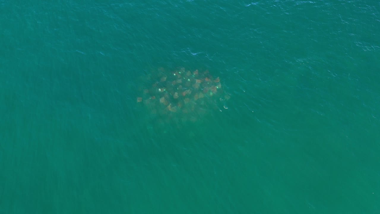 Cluster of sea animals under blue-green ocean water