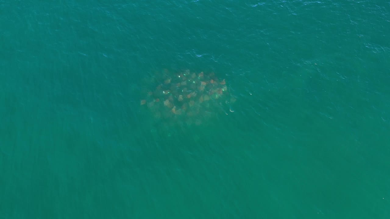 Overhead Los Cabos water view with the animal cluster near the upper center, faint ripples across the surface, and no visible people.