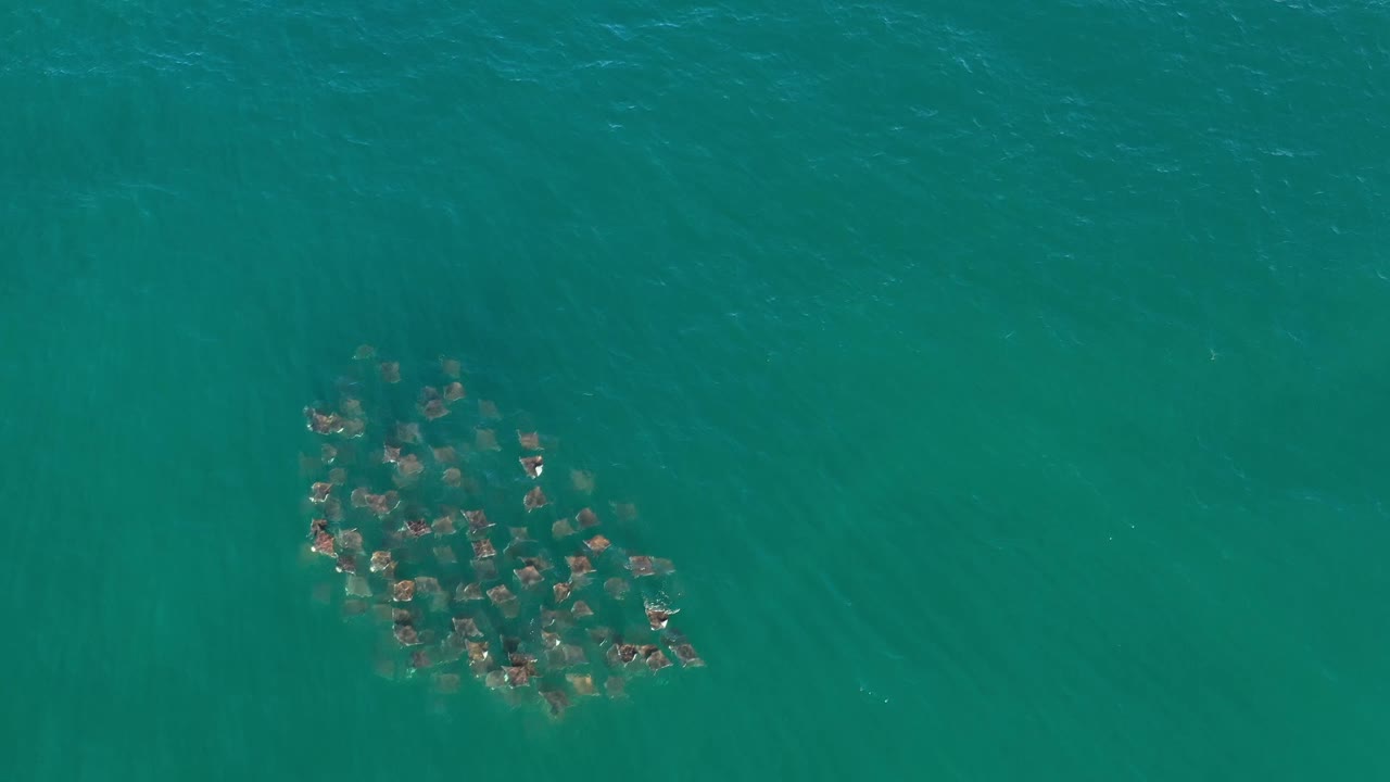 A tight cluster of fish sits below the rippled teal surface near Los Cabos, Mexico, with the surrounding water left open and no visible people.