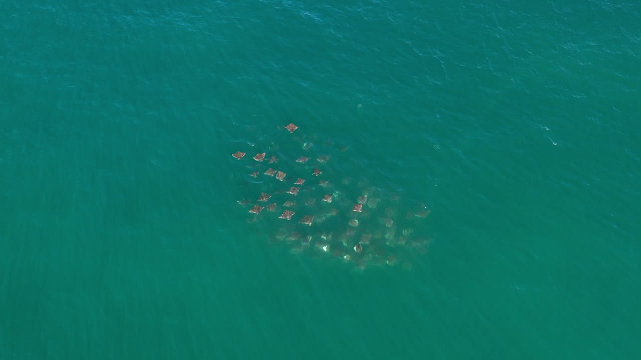 Top-down aerial frame in Los Cabos, Mexico showing a compact cluster of marine animals beneath teal ocean water with faint surface ripples and no visible people.