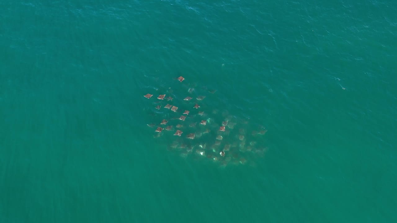 Aerial view in Los Cabos, Mexico with the marine animals still grouped below the surface, surrounded by uninterrupted teal water and no visible people.