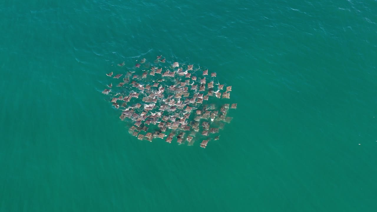 Overhead frame from Los Cabos, Mexico showing a compact circular cluster of sea creatures near the upper left of teal ocean water, with small white ripples and no visible people.
