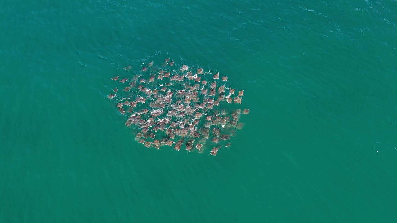Overhead Los Cabos, Mexico view with the sea creatures still tightly grouped near the surface, surrounded by faint streaks of current in green-blue water and no visible people.