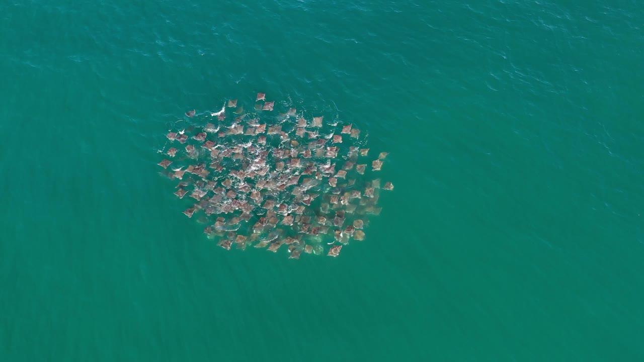 Dense marine animal cluster on teal water with ripples.