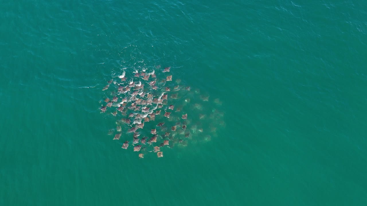 Overhead Los Cabos view of a compact fish school near the upper left of green ocean water, with bright surface ripples and no visible people.