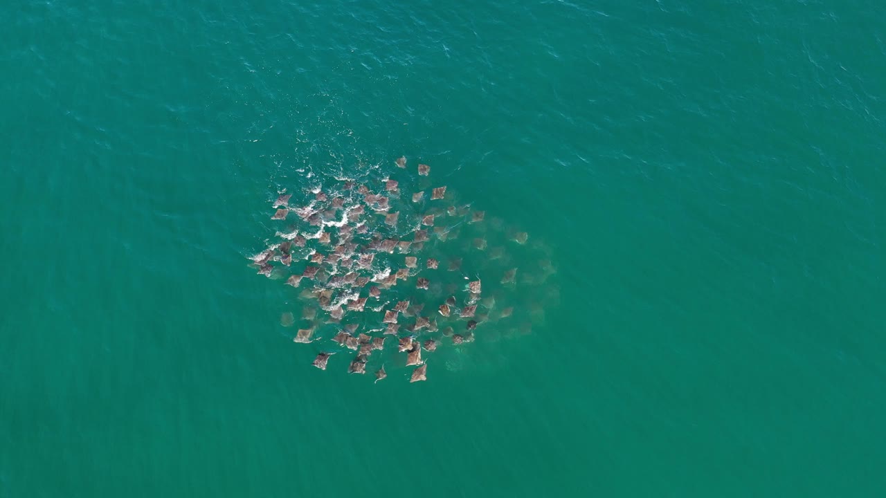 Dense shoal of fish seen from above in green sea.