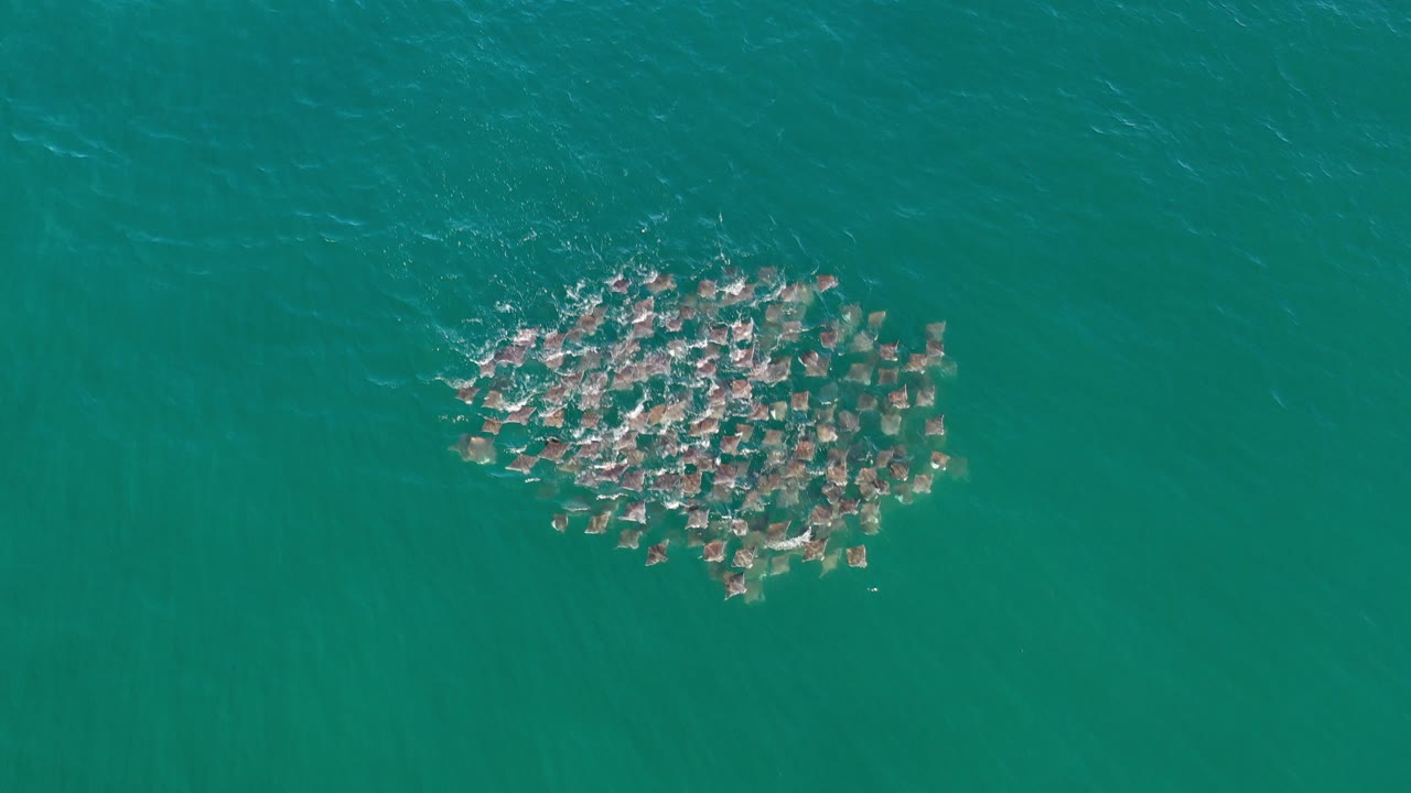 Top-down view of a compact fish shoal in clear turquoise water near Los Cabos, Mexico, with no visible people.