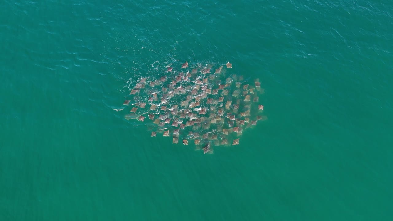 Large fish group forming an oval shape in open water.