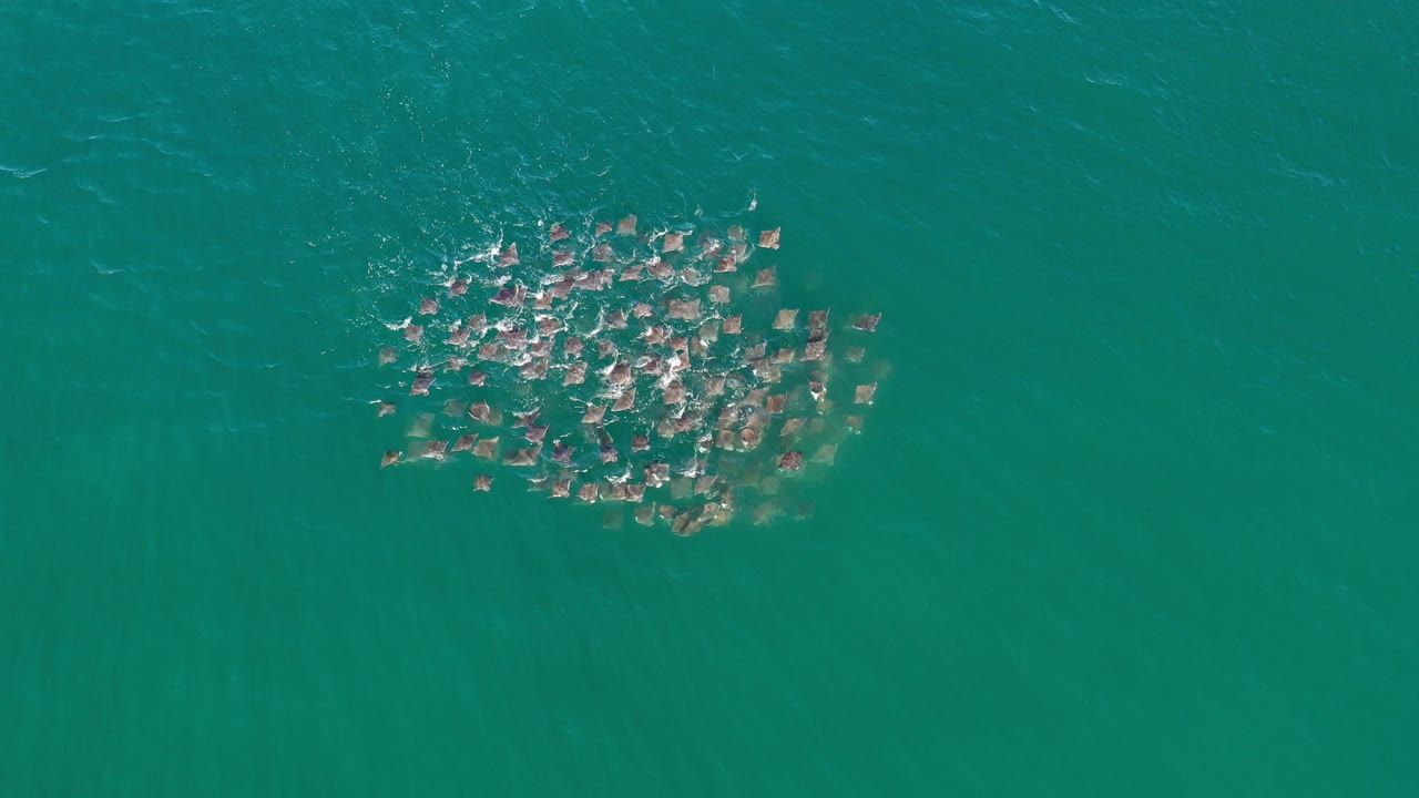 Overhead school of fish in teal ocean water