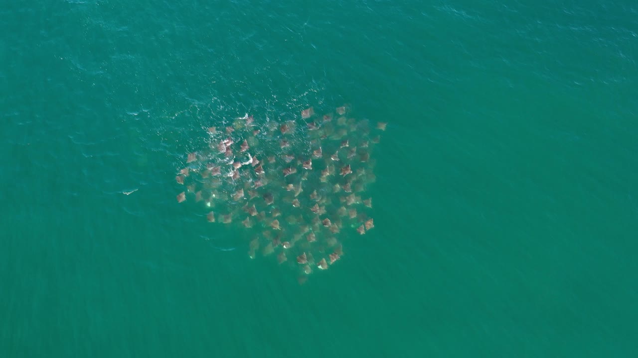 Overhead view of turquoise water in Los Cabos, Mexico, with a compact cluster of dark underwater shapes near the upper left area and no visible people.