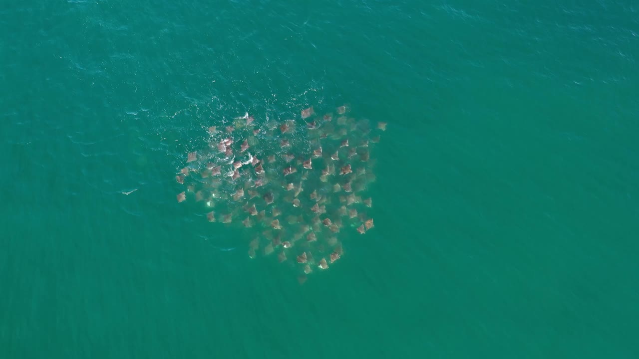 Aerial-looking view over Los Cabos turquoise water, with the clustered dark forms slightly more centered and small white ripple marks, no visible people.