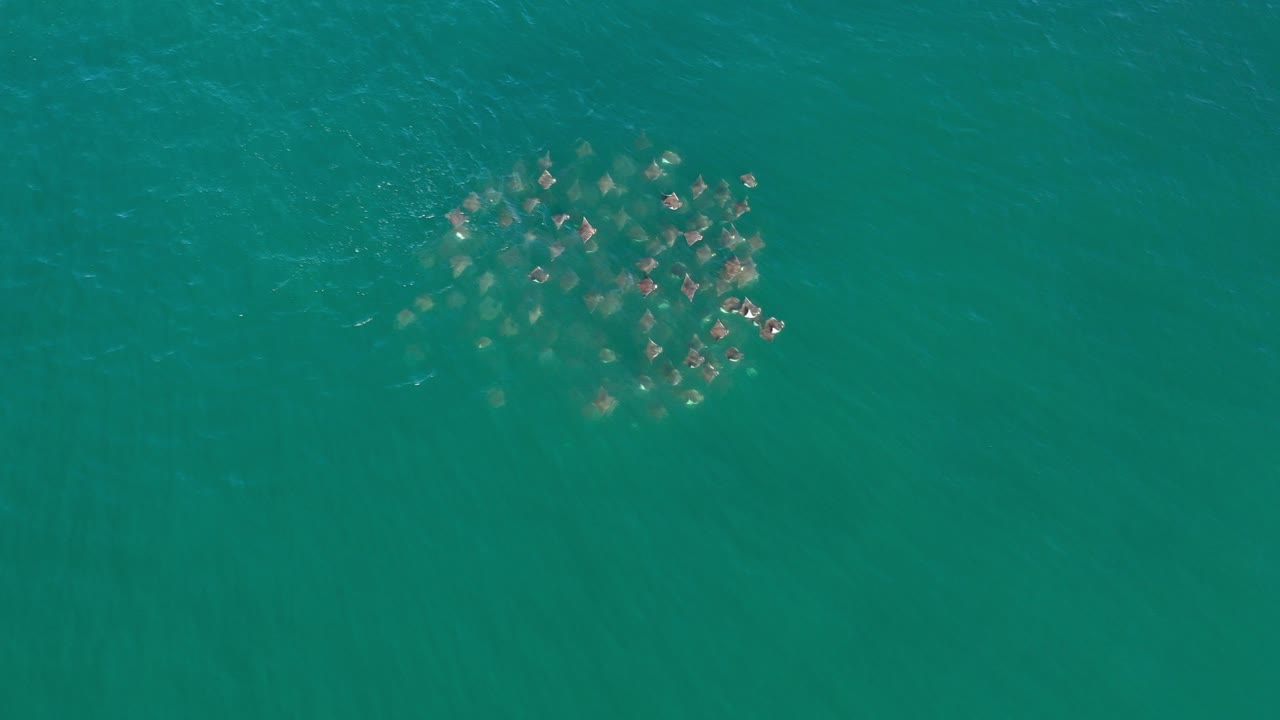 Overhead frame from Los Cabos, Mexico, showing a compact group of grey whales near the surface of turquoise open sea, with faint wake marks and no visible people.
