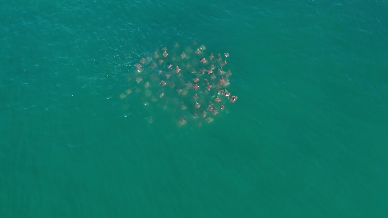 Overhead view in Los Cabos, Mexico, with the whale group slightly farther across the green-blue sea surface, their backs and wakes forming a loose oval, no visible people.