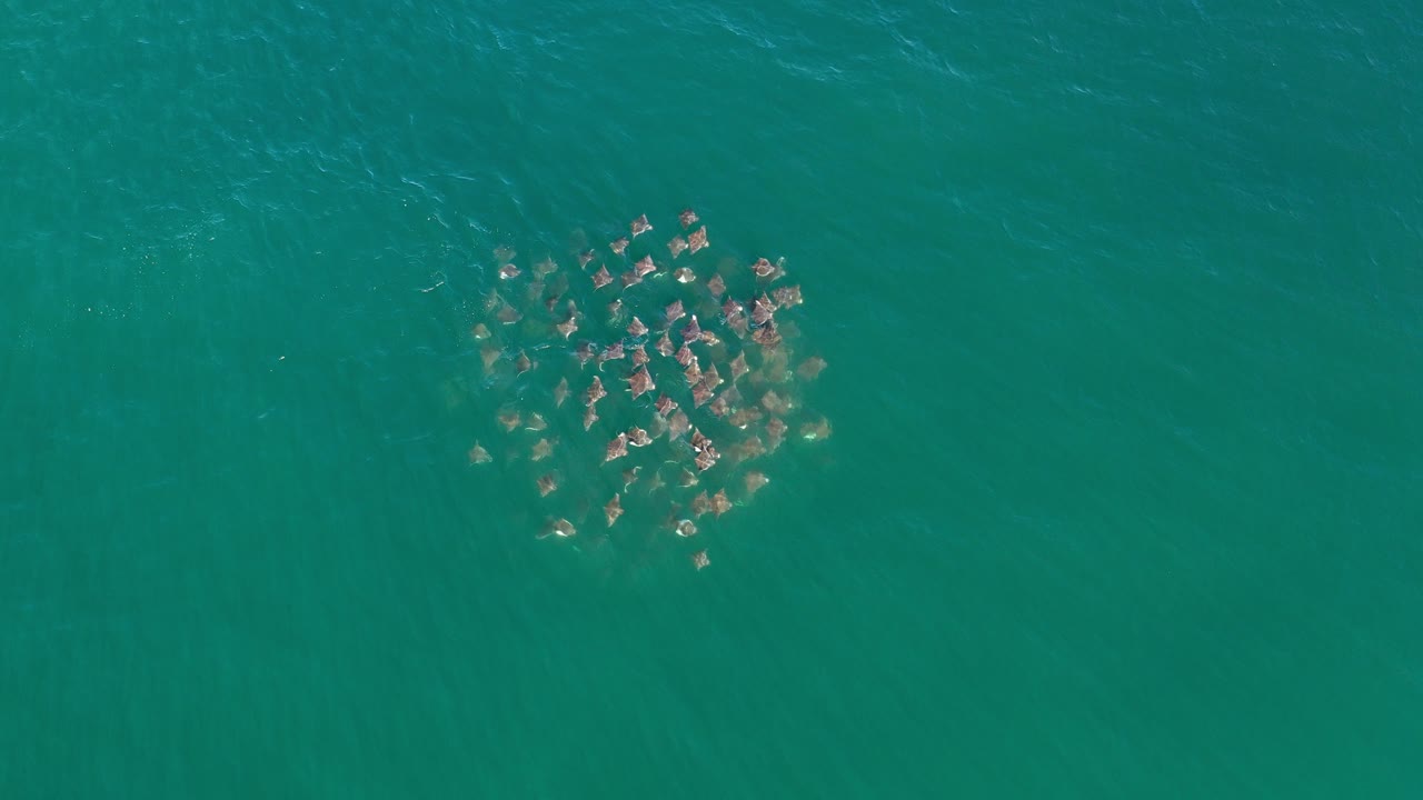 Overhead view of a compact cluster of gray and tan marine animals beneath turquoise water in Los Cabos, Mexico, with no visible people.
