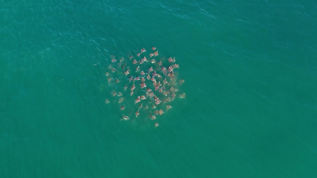 Aerial frame of the same clustered marine animals slightly repositioned in green-blue Los Cabos water, with no visible people or boats.
