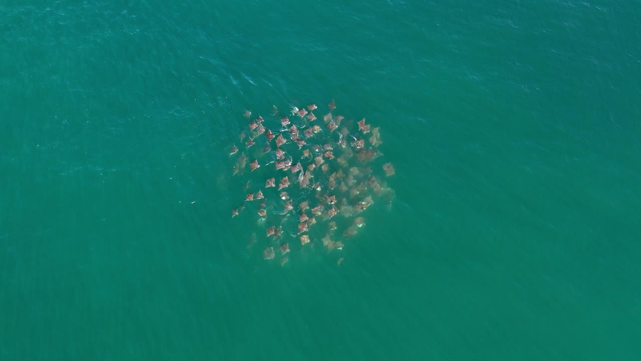 Dense group of animals under rippled sea surface