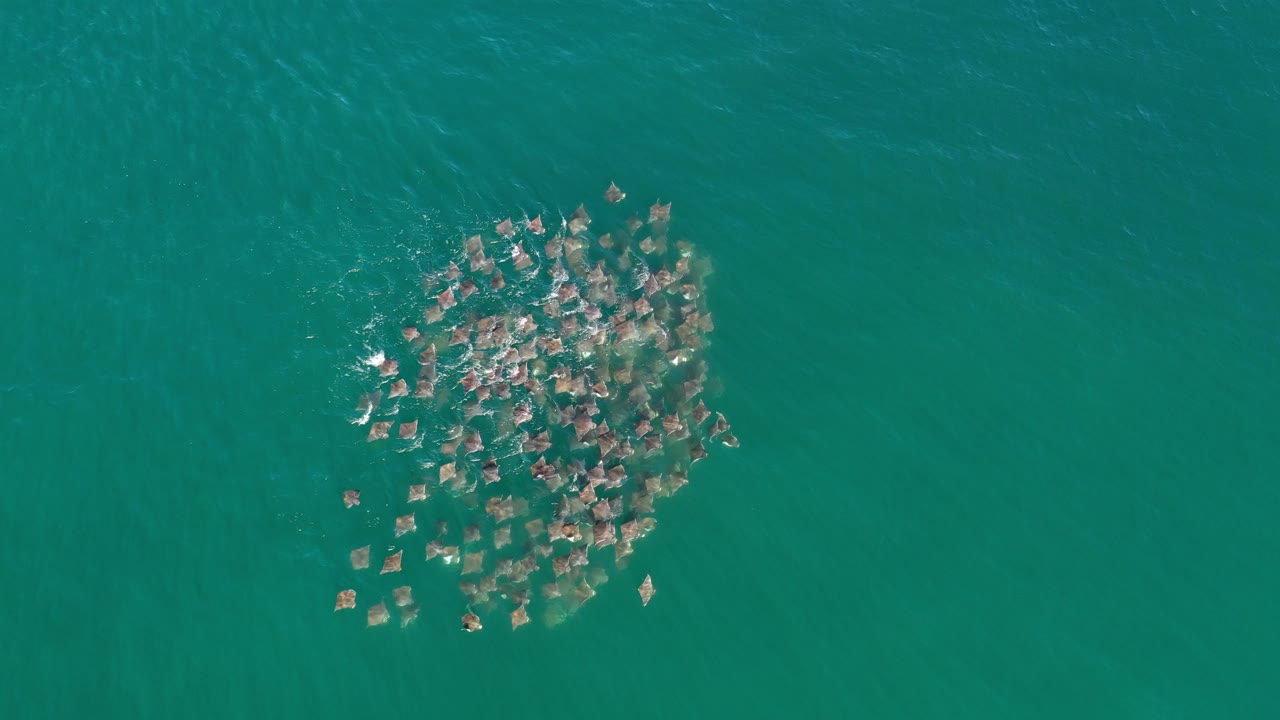 Overhead frame from Los Cabos, Mexico showing a compact group of rays just below the turquoise water surface, with no visible people.