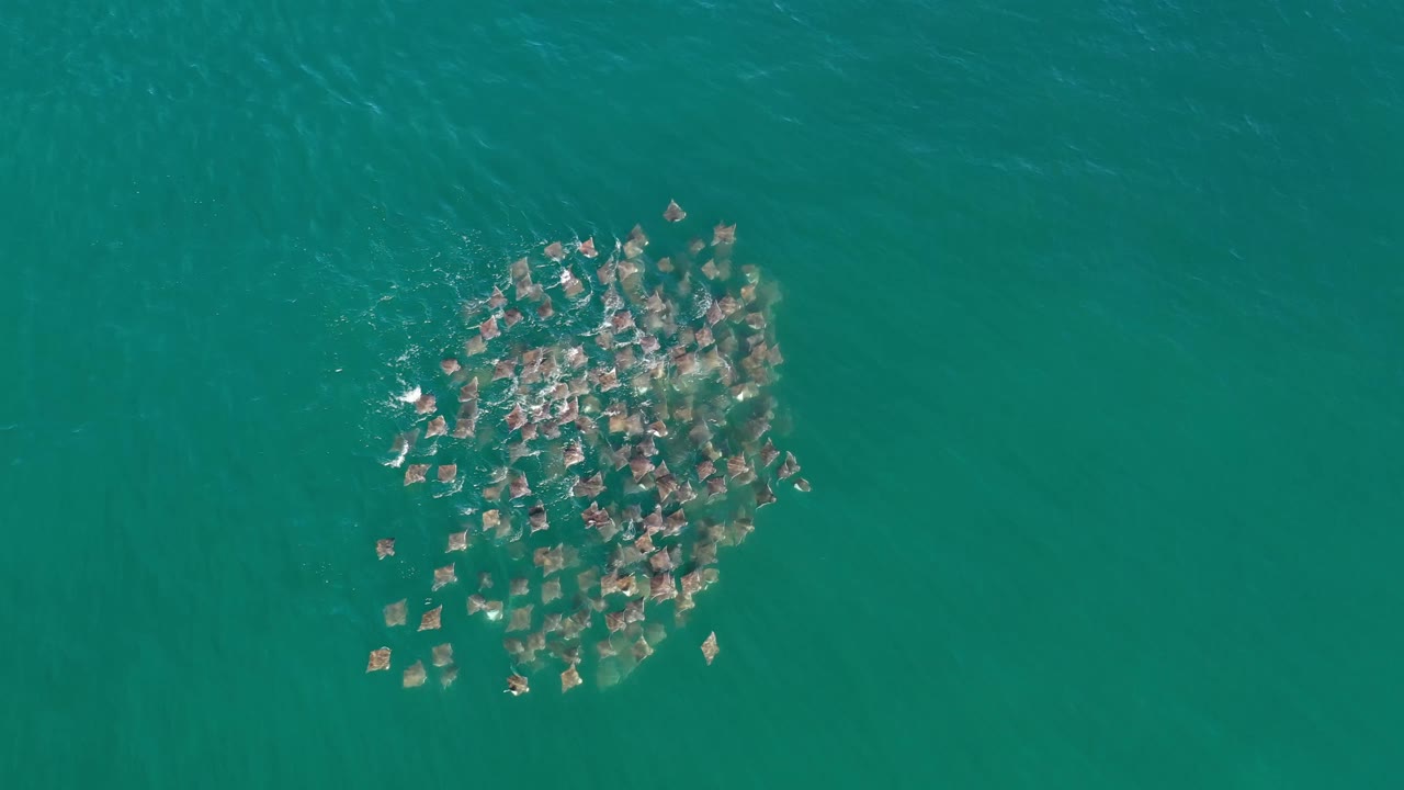 Overhead Los Cabos frame with the ray cluster slightly farther across the water field, pale wings visible through ripples and no visible people.