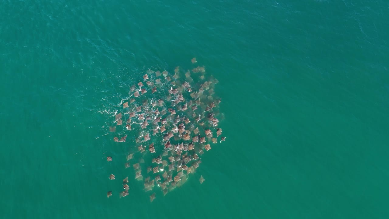 Rays grouped near the surface in open water