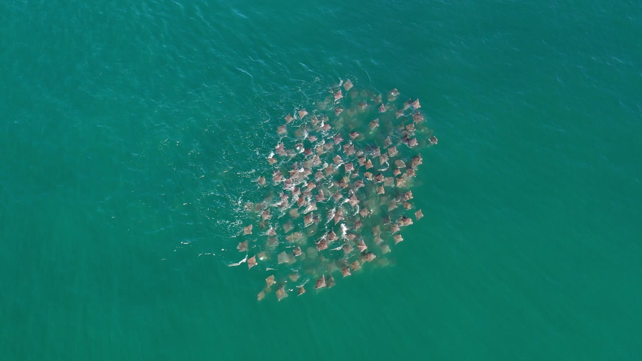 Overhead frame from Los Cabos, Mexico showing a dense fish school near the upper left of open green-blue water, with light surface ripples and no visible people.