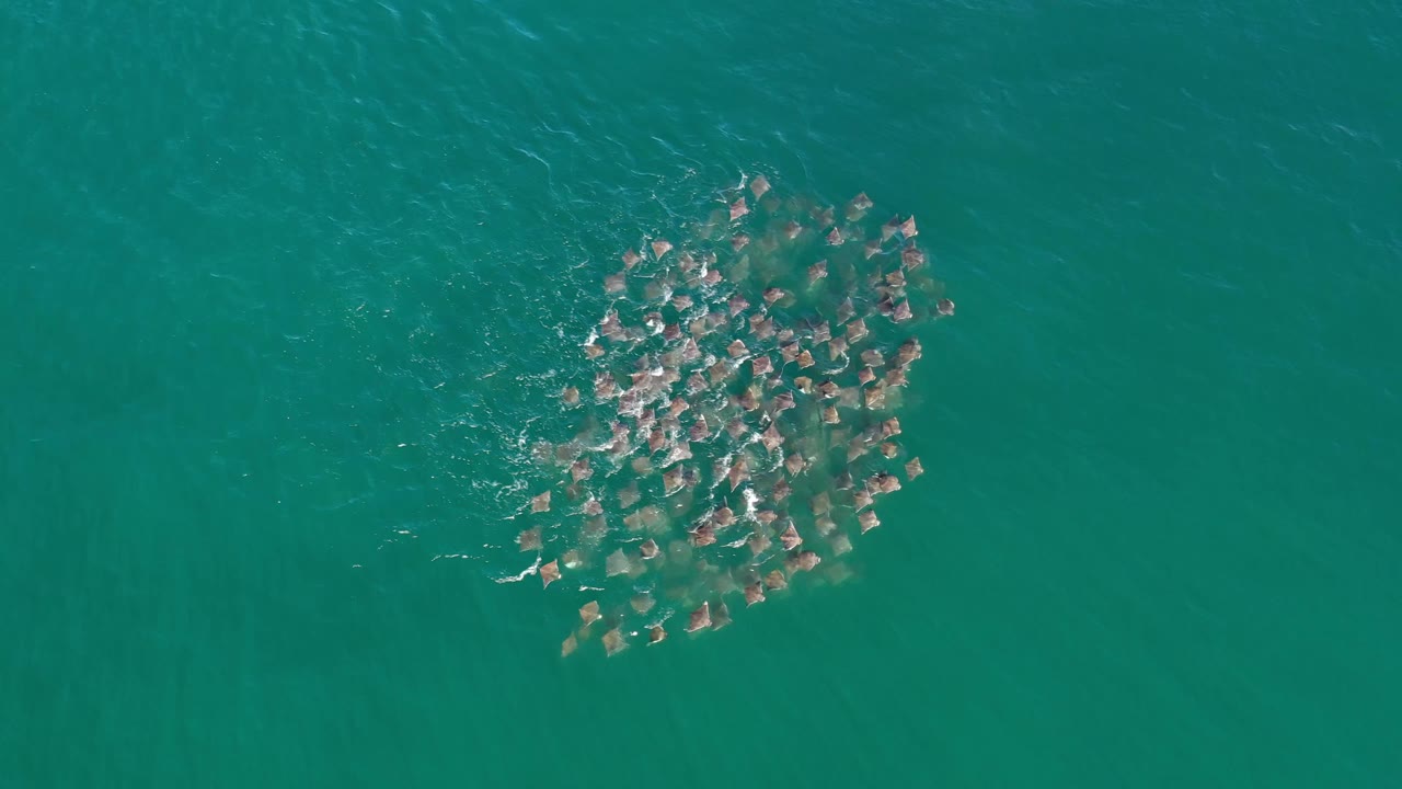 Aerial-looking frame from Los Cabos, Mexico with the fish school centered higher in the shot, small bright splashes across the group, and no visible people.