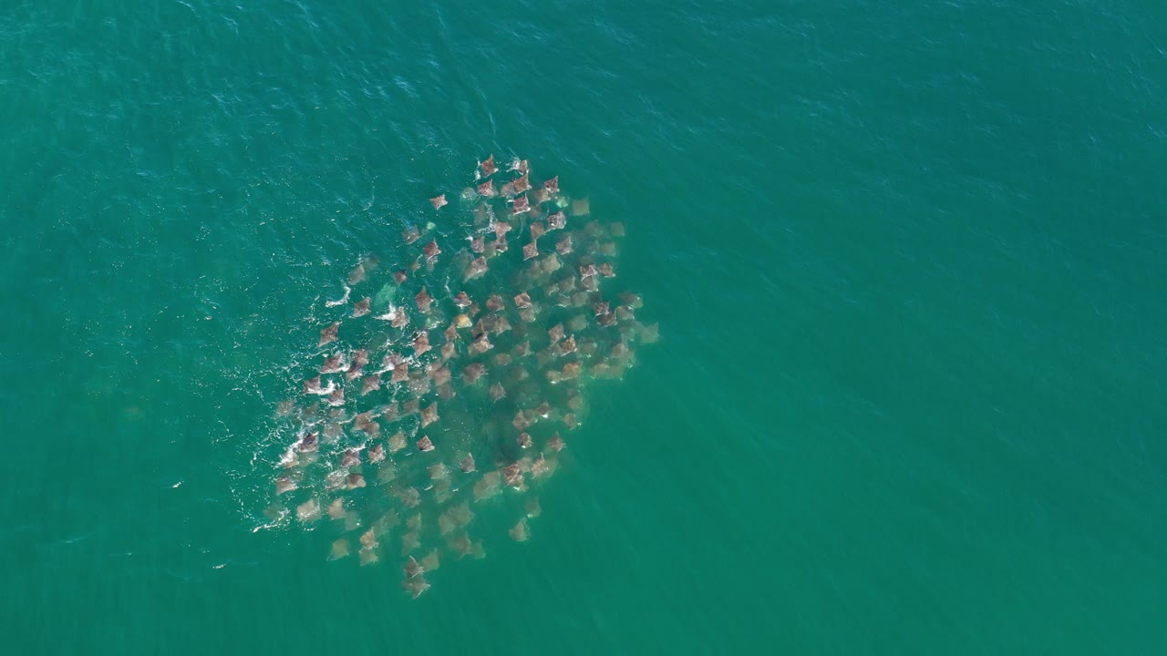 Overhead frame from Los Cabos, Mexico showing a clustered group of marine animals beneath turquoise water near the left side of the frame, with no visible people.