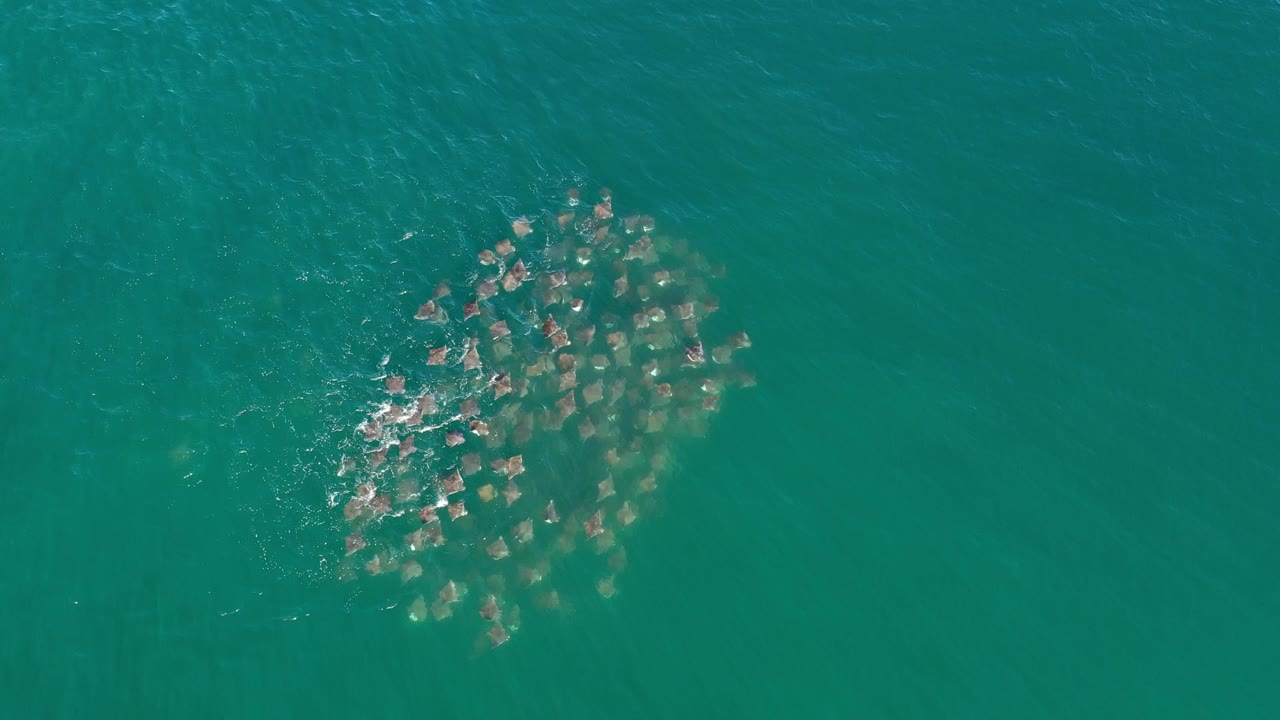 A dense animal group swims below the surface of open turquoise water.