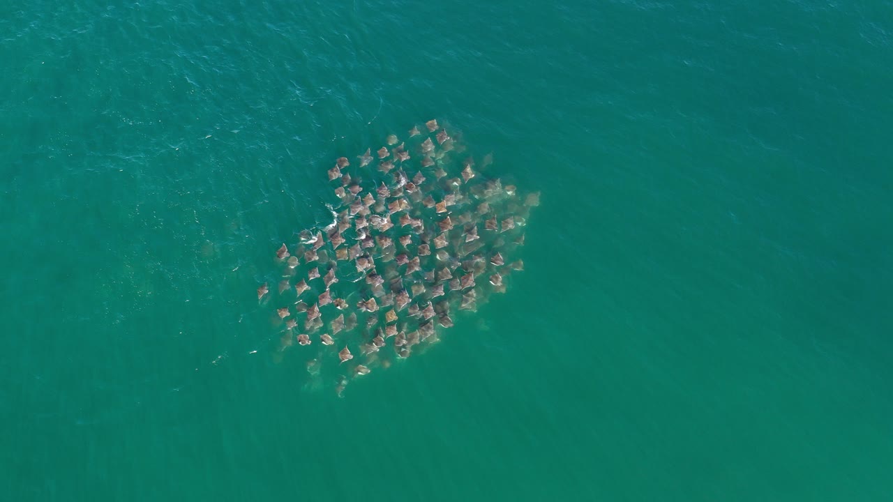 Top-down view in Los Cabos, Mexico, showing a compact school of fish under green water near the left side of the frame, with soft ripples and no visible people.
