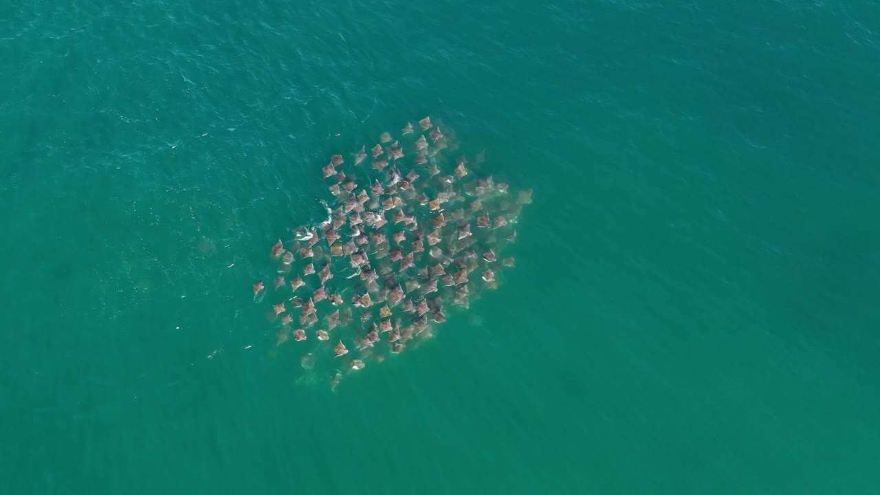 Top-down Los Cabos sea view with the fish school closer to center frame, surrounded by open green water and faint surface streaks, with no visible people.