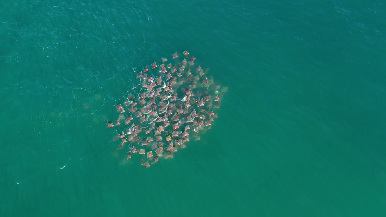 Compact fish school under green water with brighter ripples across the cluster.