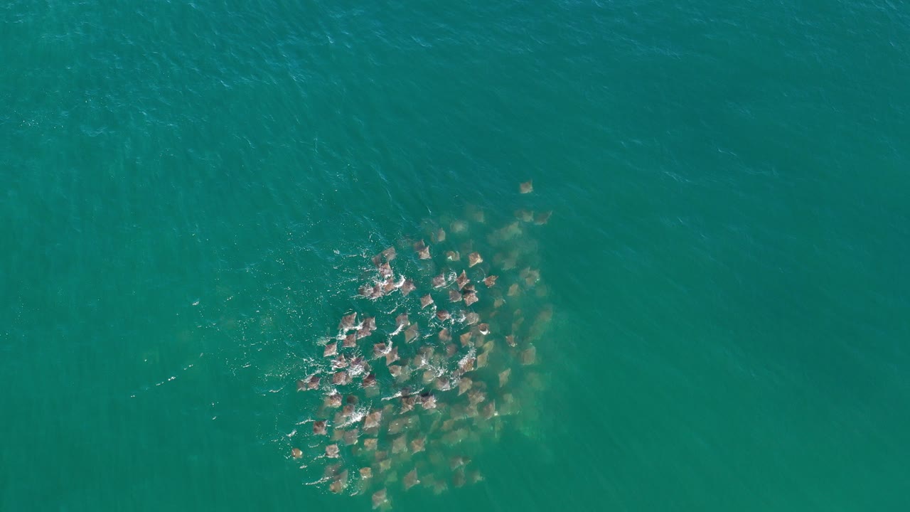 Overhead frame from Los Cabos, Mexico showing a compact fish shoal beneath turquoise water with light surface ripples and no visible people.