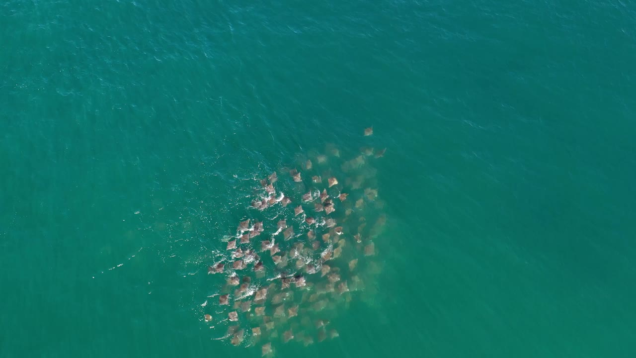 Overhead view in Los Cabos, Mexico with the fish shoal slightly more centered, pale wake marks around the cluster, and no visible people.