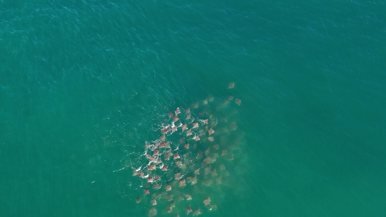 Fish shoal near the upper right of open water.