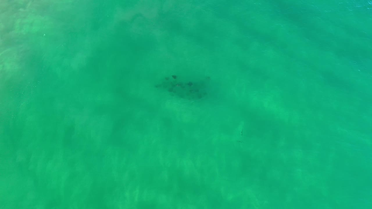 Top-down Los Cabos water frame with soft pale streaks in the green sea and the fish school sitting near the upper center, with no visible people.