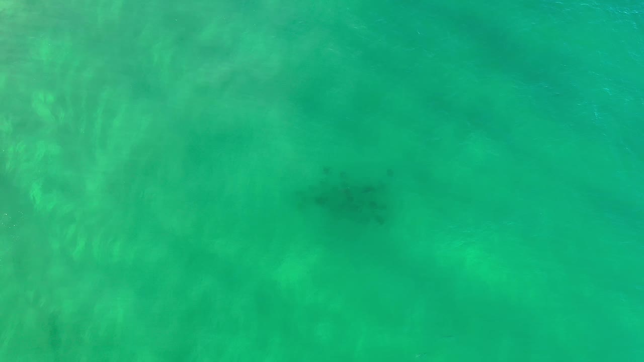 Clear green water in Los Cabos shows a dark fish cluster slightly deeper under the surface, with pale water texture and no visible people.