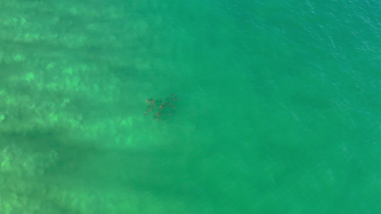 Small fish school under turquoise green water with ripples.
