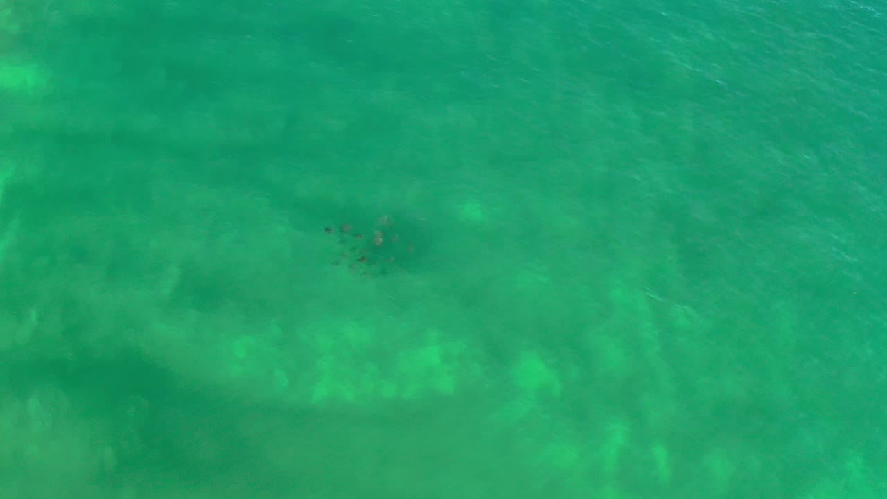 Overhead Los Cabos frame with the dark sea animal cluster closer to the upper center, surrounded by mottled shallow-water texture and no visible people.